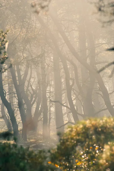 Foresta autunnale con alberi spogli e nebbia — Foto Stock