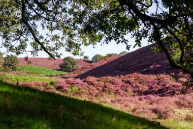 national nature reserve with moorland, hills and solitary trees clipart