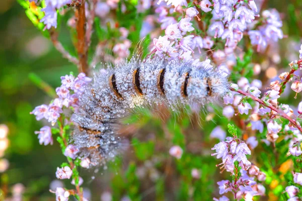Heather içinde tırmanma Fox Caterpillar güve — Stok fotoğraf