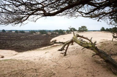 Kumul üzerinde eğri çam ağacı