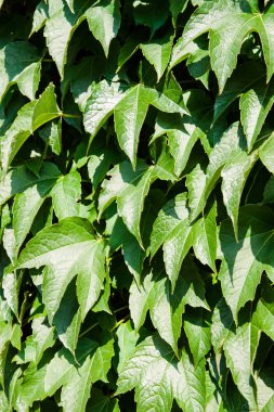 tırmanma bir bitkinin yeşil yapraklarından duvar