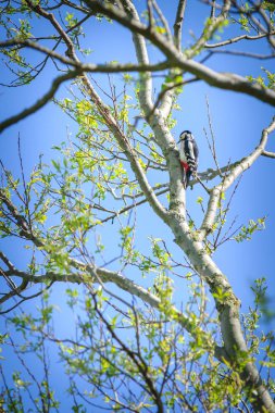Büyük Benekli Ağaçkakan