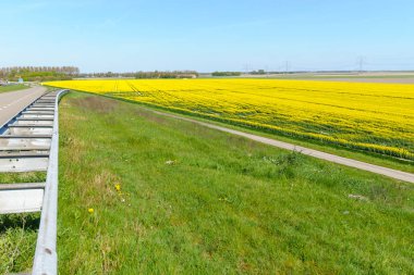 Kolza tohumu çiçek bitkileri sahasında çiçeklenme.