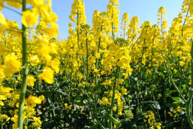 Kolza tohumu çiçek bitkileri sahasında çiçeklenme.