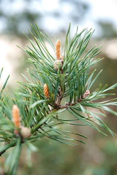 Brotes de pino jóvenes — Foto de Stock