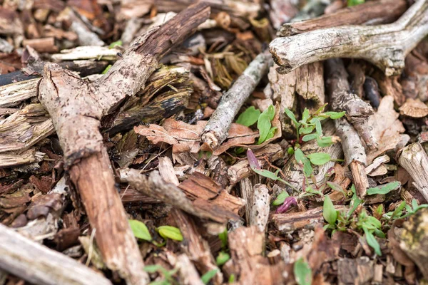 Twigs kapatmak ve ölü bırakmak
