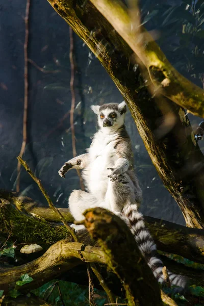 Scimmie Lemur dalla coda ad anello allo zoo — Foto Stock