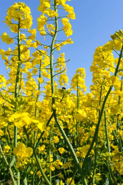 Rapeseed flower blooming at crops field. — Stock Photo, Image