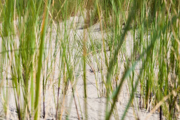 Plage et dunes de sable et mer — Photo