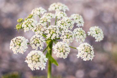 Cow parsley, Anthriscus sylvestris, with diffused background clipart