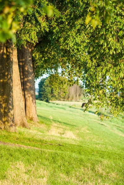 Satır boyunca Hollanda dik ağaçların