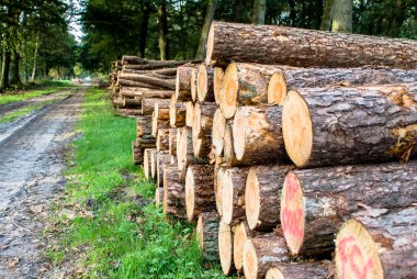 Ormanda kereste yığılmış günlükleri