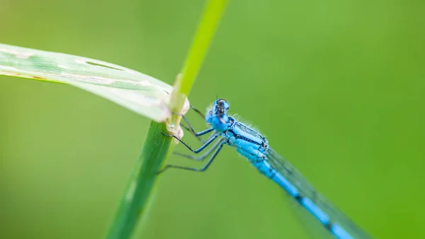 Dragonfly on branch near the wate — Stock Photo, Image
