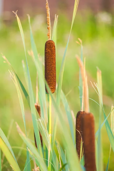 Broadleaf cattail, common cattail, great reedmace, cooper's reed — Stock Photo, Image