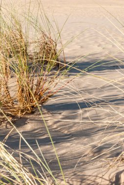 Kum-drift, ağaçlar ve çim Kootwijkerbroek, Hollanda
