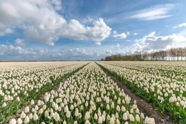Hollandalı ampul alanları ile ünlü laleler