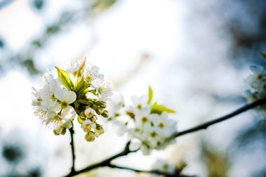Ağaçlarda bahar çiçekleri