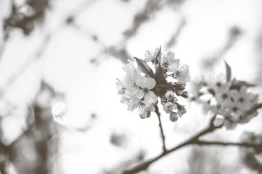 Ağaçlarda bahar çiçekleri