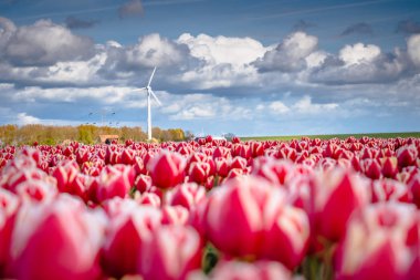 Bahar boyunca çiçek açan laleler