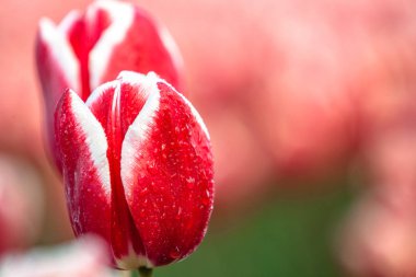 Bahar boyunca çiçek açan laleler