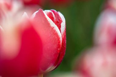 Bahar boyunca çiçek açan laleler