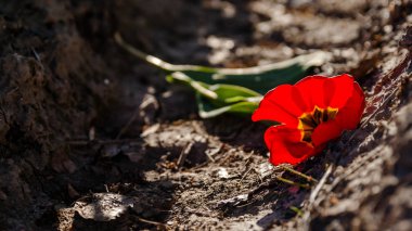 Bahar boyunca çiçek açan laleler