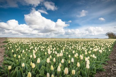 Hollandalı ampul alanları ile ünlü laleler