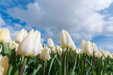 Hollandalı ampul alanları ile ünlü laleler