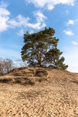 Ağaçlar ve Hollandalı tatlı, kum düzlükleri
