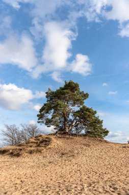 Ağaçlar ve Hollandalı tatlı, kum düzlükleri