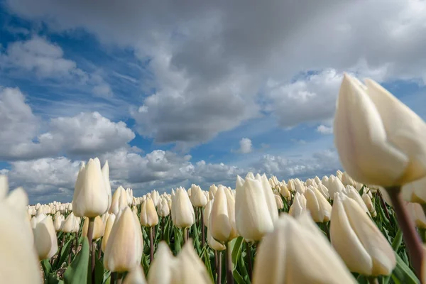 Champs d'ampoules hollandais avec les célèbres tulipes — Photo