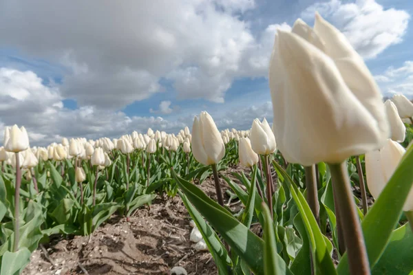 Champs d'ampoules hollandais avec les célèbres tulipes — Photo