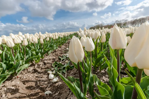 Champs d'ampoules hollandais avec les célèbres tulipes — Photo