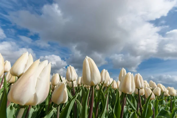 Dutch bulb fields with the famous Tulips — Stock Photo, Image
