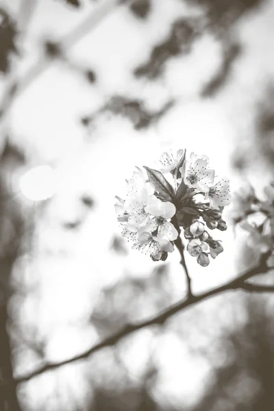 木々に咲く春の花 — ストック写真