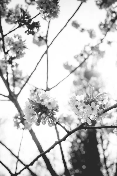 木々に咲く春の花 — ストック写真