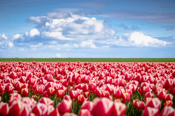 Tulipanes florecientes durante la primavera — Foto de Stock