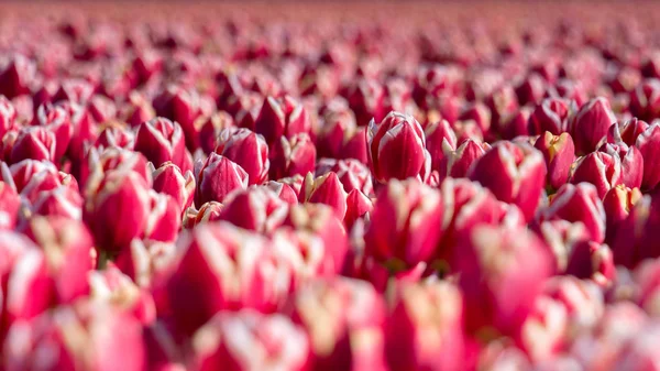 Tulipanes florecientes durante la primavera — Foto de Stock