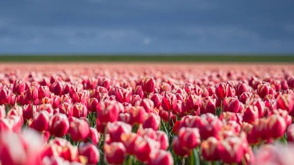 Blommande tulpaner under våren — Stockfoto