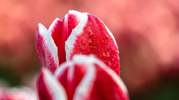 Tulipas florescendo durante a primavera — Fotografia de Stock
