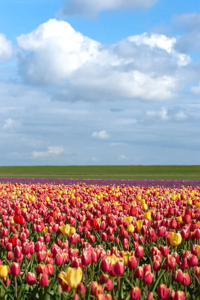 Tulipes en fleurs au printemps — Photo