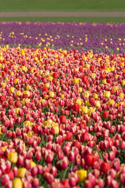 Tulipanes florecientes durante la primavera — Foto de Stock