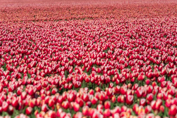 Tulipas florescendo durante a primavera — Fotografia de Stock