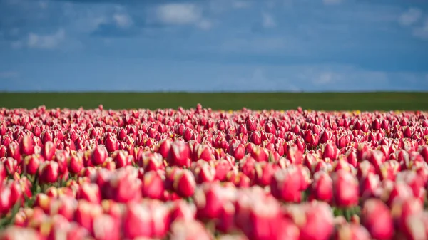 Tulipanes florecientes durante la primavera — Foto de Stock