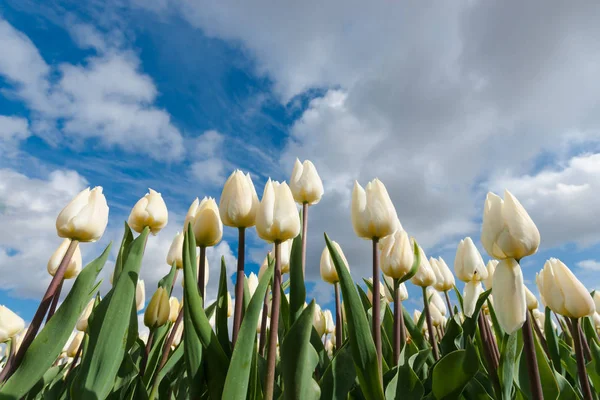Dutch bulb fields with the famous Tulips — Stock Photo, Image