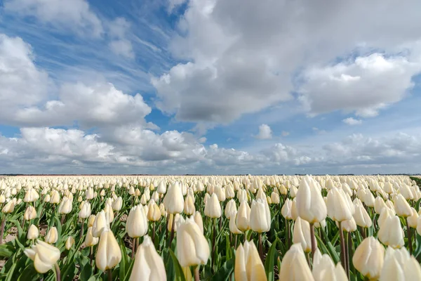 Champs d'ampoules hollandais avec les célèbres tulipes — Photo