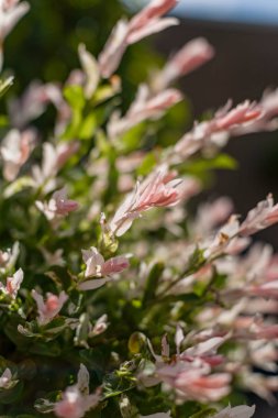 Kürk renkli yaprakları ile çiçek açması Japon söğüt