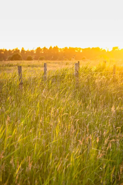 Hohes grünes Gras am Sommerabend — Stockfoto