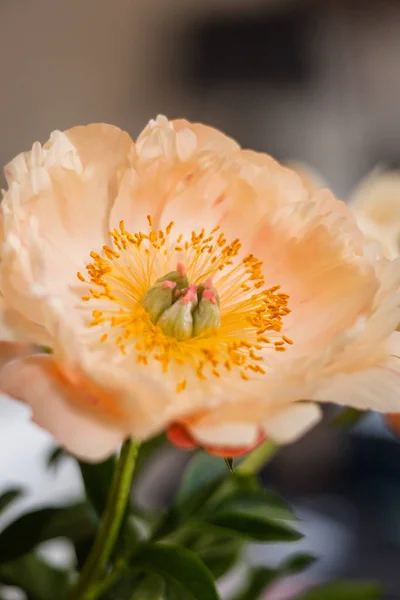 Exclusive rare cultivated peony flower in beautiful flowering st