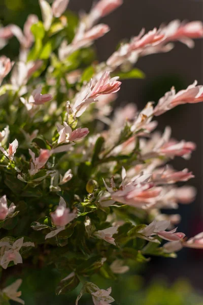 Blommande japanska willow med päls-färgade blad — Stockfoto